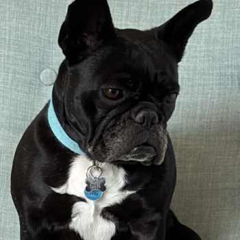 Gin the Dog  