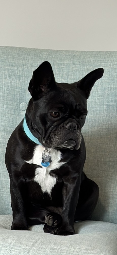 Gin the Dog  